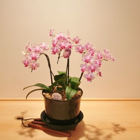 flower120817.JPG