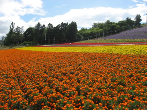 furano4.jpg