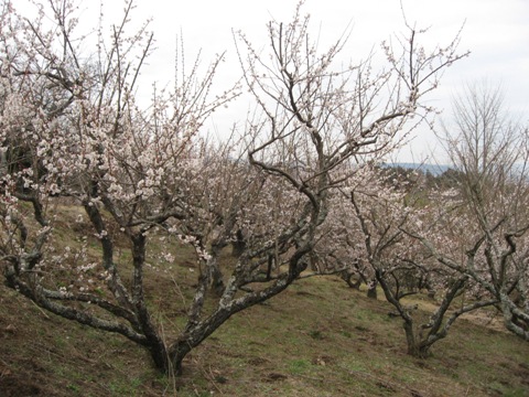 ume2.jpg