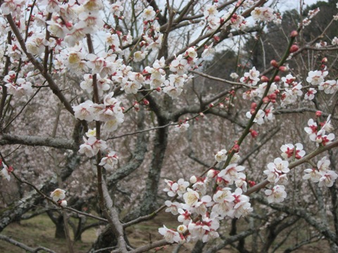 ume3.jpg