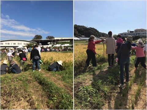 mijiaki4.jpg